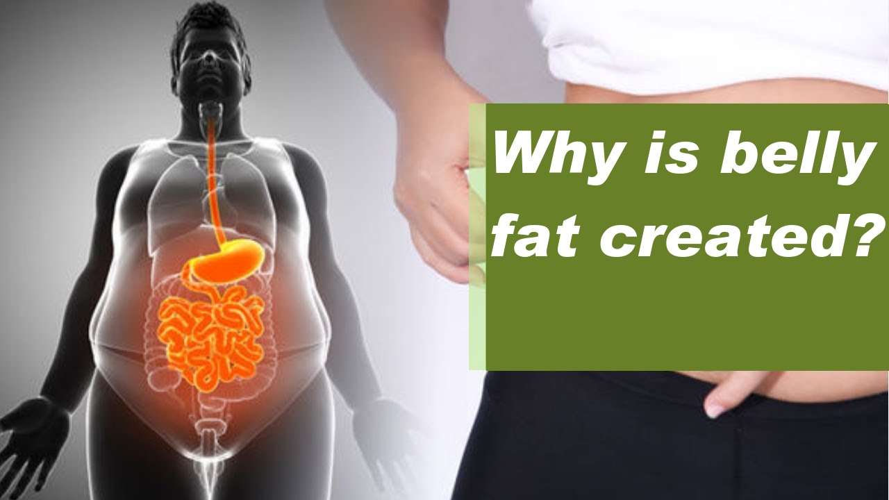 Why does fat accumulate around our waist?
