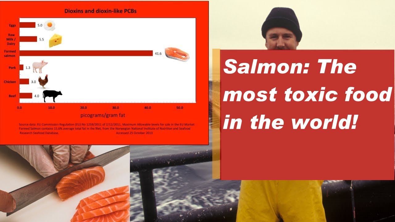 Salmon: a very toxic food