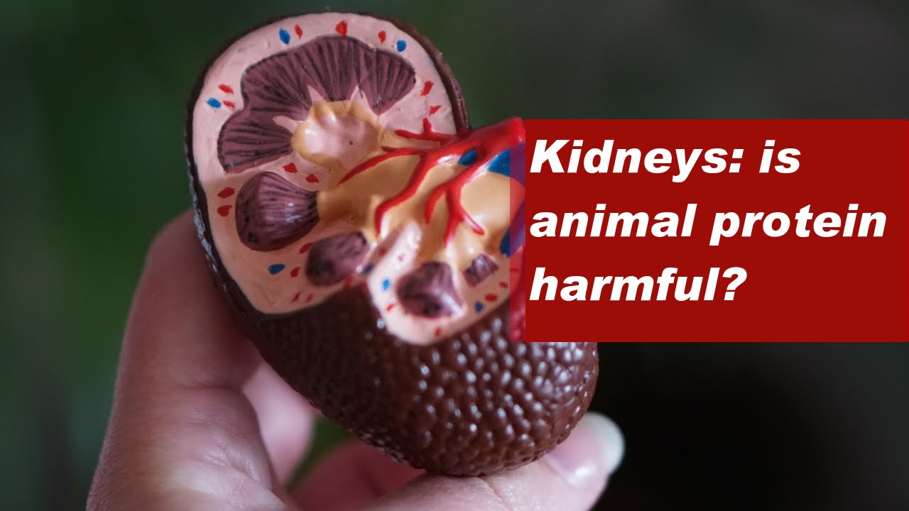 Kidneys: is animal protein harmful?