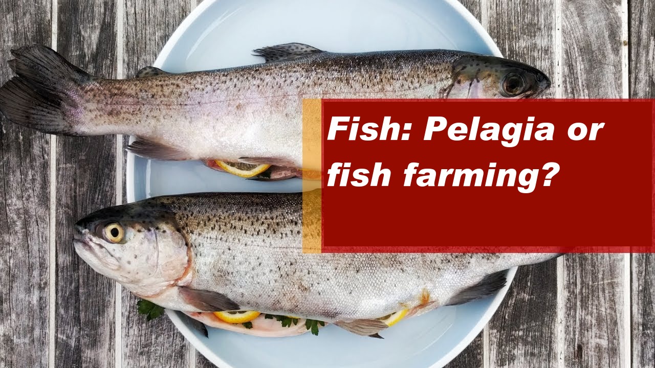 Fish: Pelagia or fish farming?