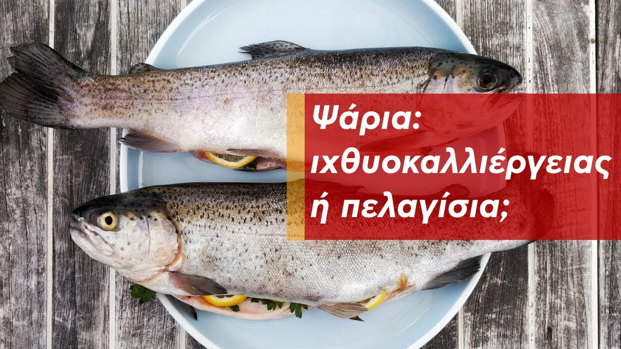 Ψάρια: Πελαγίσια ή ιχθυοκαλλιέργειας;