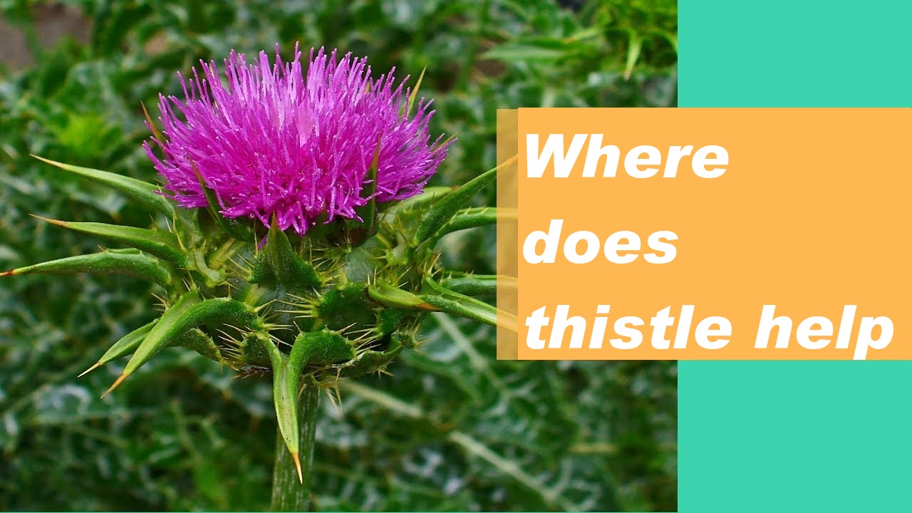 Where does thistle help